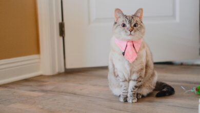 Meet Nala Cat: The Instagram Star with a Ton of Fo - Tymoff