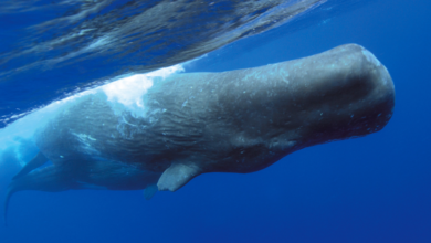 17m sperm whale kite with petunia