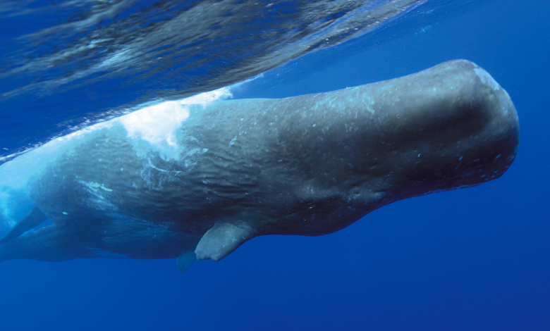 17m sperm whale kite with petunia