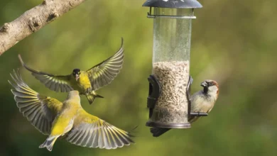 Bird Feeder Camera