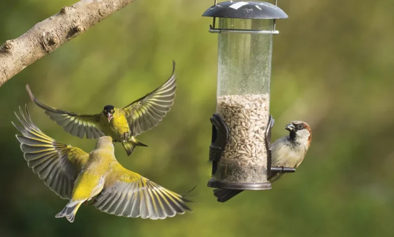 Bird Feeder Camera